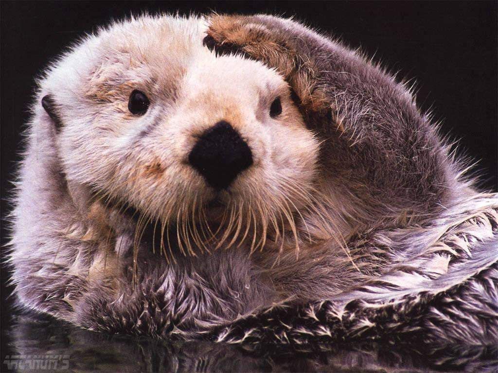 Sea Otter Sex 22
