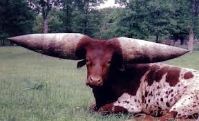 animal world records