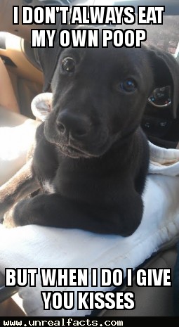 poop transplant pills