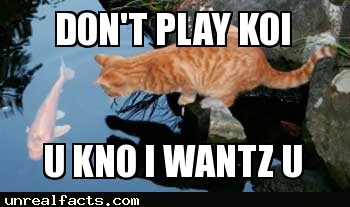 how long do koi live