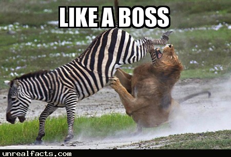 most dangerous zoo animal zebra