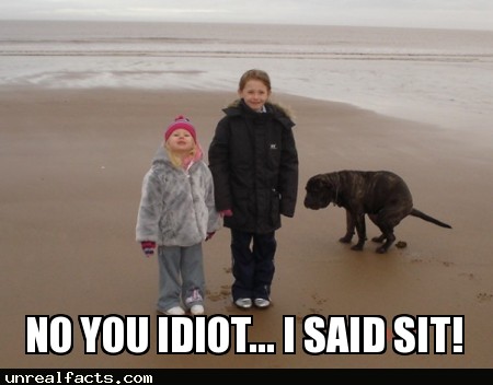 dogs poop in alignment with magnetic field