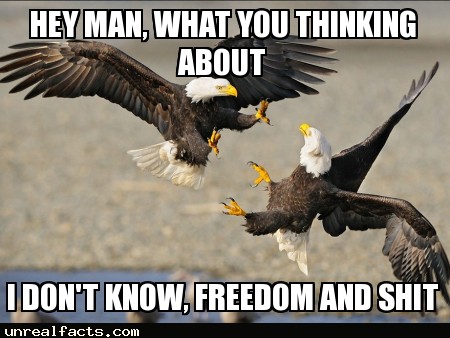 bald eagles mate while flying