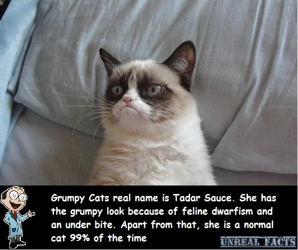 Grumpy Cats Real Name Is Tardar Sauce Unreal Facts For Amazin