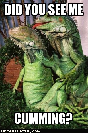 iguanas have a third eye