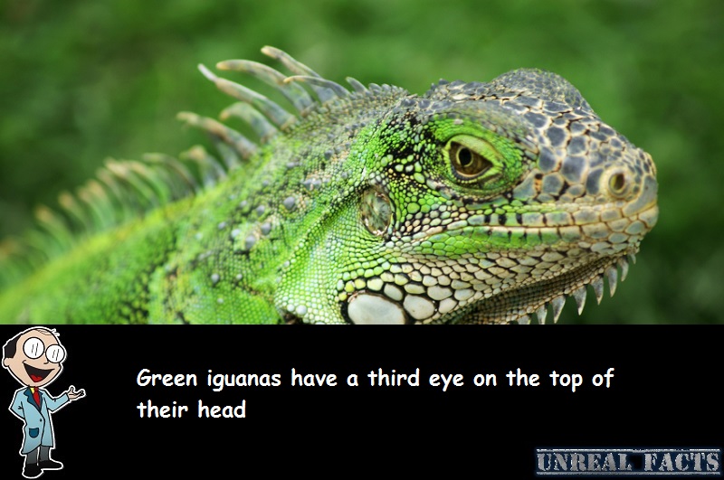 Iguanas Have A Third Eye Unreal Facts For Amazing Facts