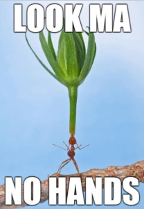 Funny-Ant-Holding-Leaf-Plant-Look-Am-No-Hands-Insect