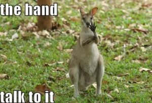 FunnyKangaroo