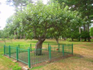 Isaac_Newton_apple_tree_Babson_College_-_IMG_0430