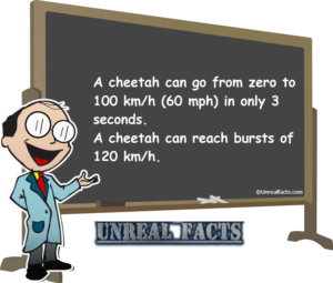 cheetah-speed-facts