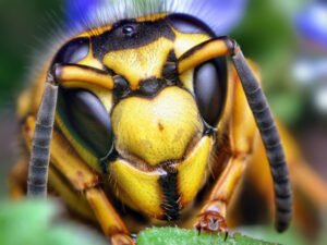 eye-macros-bee
