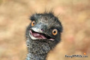 funny-emu-05