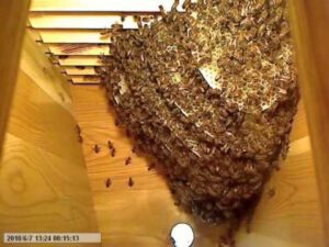 how-many-trips-does-a-bee-take-to-make-a-teaspoon-of-honey