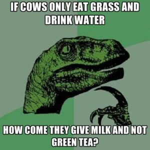 if-cows-only-eat-grass-and-drink-water-how-come-they-give-milk-and-not-green-tea