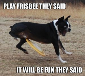 inventor-of-frisbee-cremated