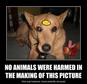 no-animals-were-harmed