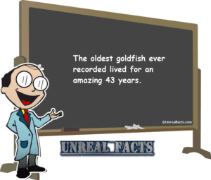 oldest-goldfish-ever