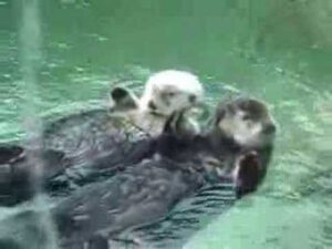 sea-otters-hold-hands-while-sleeping