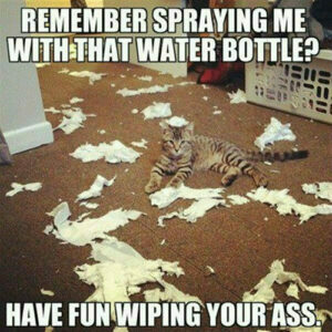 water-bottle-spray-cat