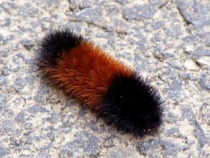 woolly-bear-caterpillar